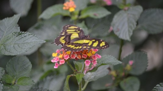 Schmetterlinge Schmetterlinge