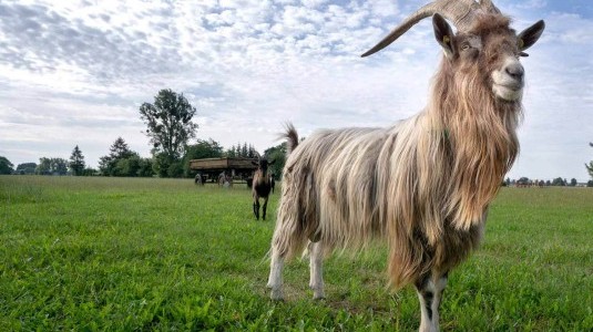 wp-ziegenhof-sievertshagen_2296